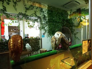 ふくろうカフェ アウルの城