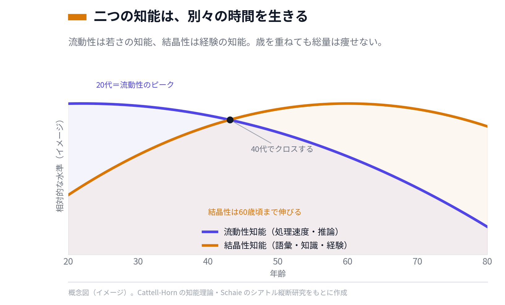 流動性知能は20代でピークを迎えて以後ゆるやかに低下する一方、結晶性知能は60歳頃まで伸び続ける。二つは40代あたりでクロスする。